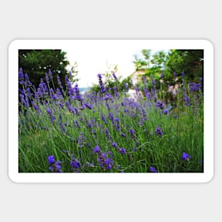 A field of fragrant lavender Sticker